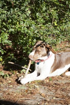 Bird dog chewing stick outside