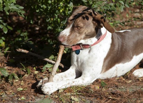 Bird dog chewing stick outside