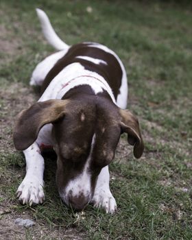 Bird dog trying to eat a pecan