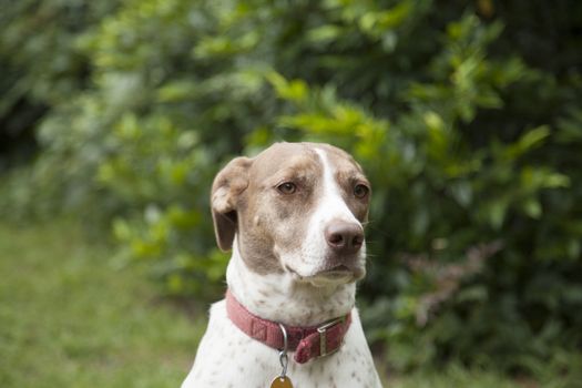 Bird dog outdoors, looking toward the camera