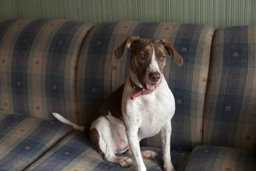 Bird dog standing on a couch inside