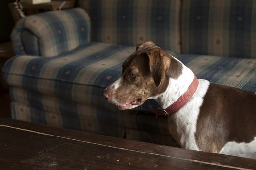 Bird dog standing by dusty coffee table