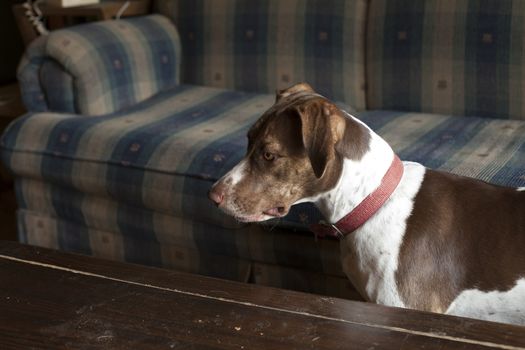 Bird dog standing by dusty coffee table