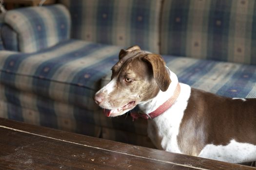 Bird dog standing by dusty coffee table