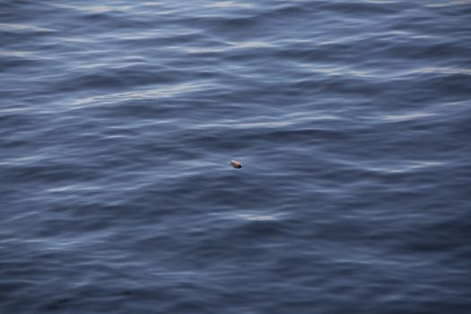 Fishing bobber floating in lake