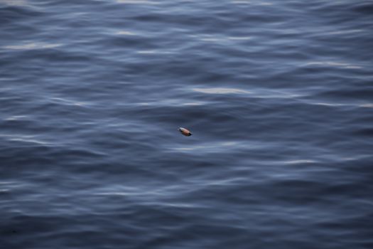 Fishing bobber floating in lake