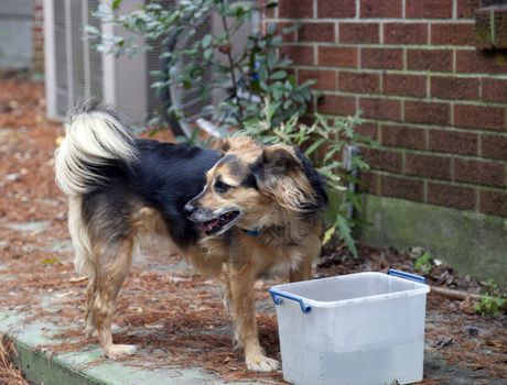Medium-size dog at a water bucket