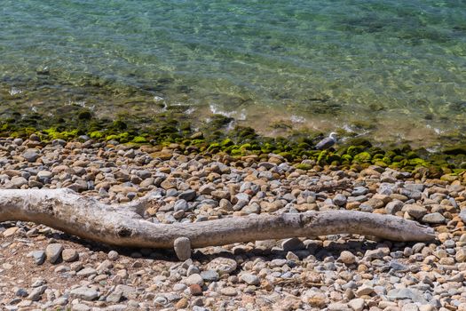 By the water's edge - Driftwood washed up on the shore by the coast in Ajaccio in Corsica