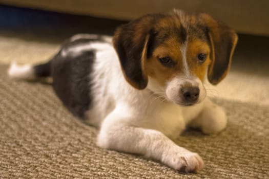 Beagle Puppy