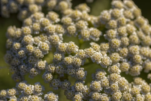 A colony of blooming flowers.