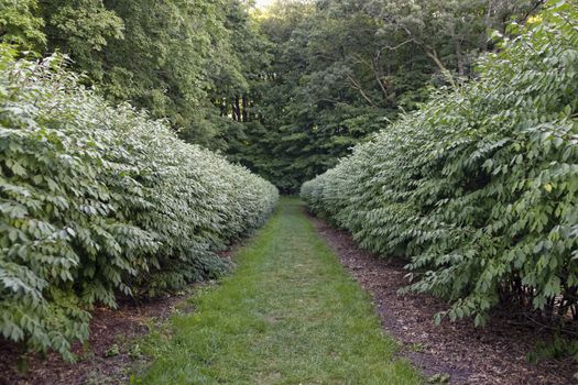 Garden Pathway