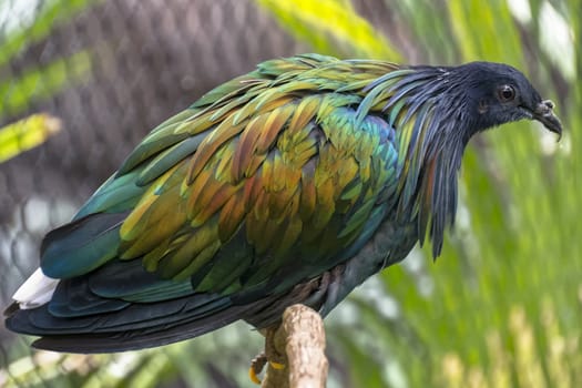 A nicobar pigeon in captivity.