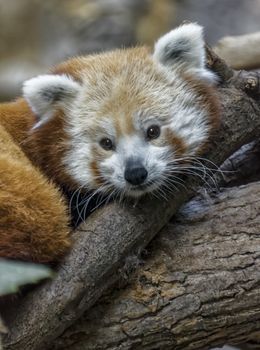 A red panda in captivity.