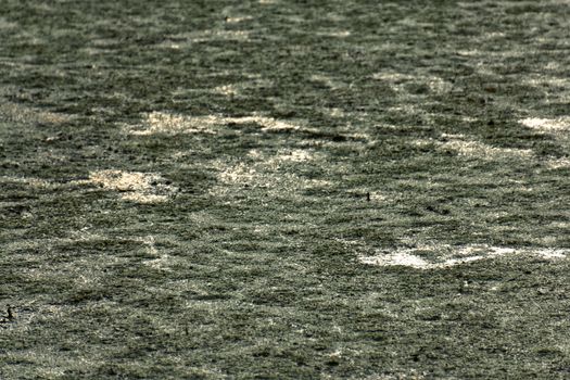 An algae-covered pond in Minnesota.