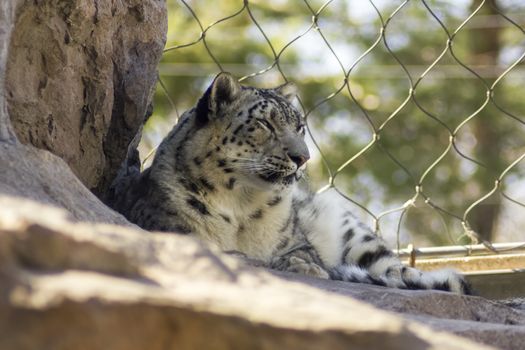 A snow leopard in captivity.