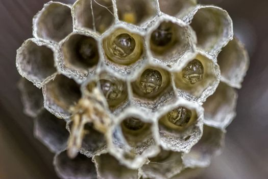 A wasp nest with pupae inside.