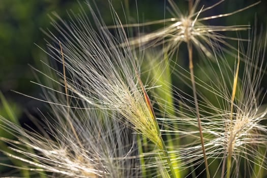 Wispy Growth