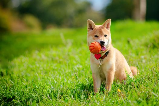 A young shiba inu playing with a ball in green garden.