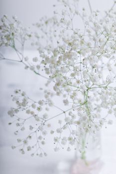 A white flowers of Gypsophila on a white background.
