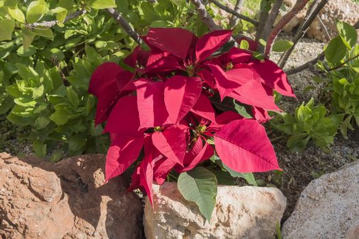 Poinsettia in the garden