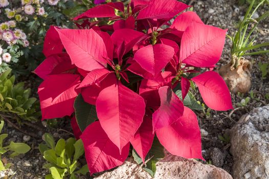 Poinsettia in the garden