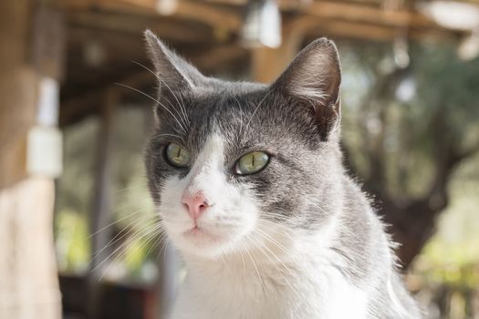 Nice cat, grey and white colors