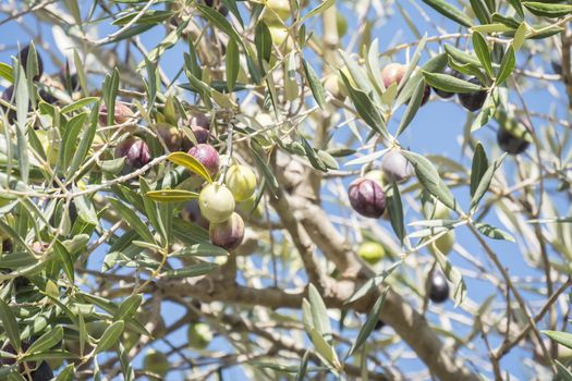 Black Olives ripening in the tree