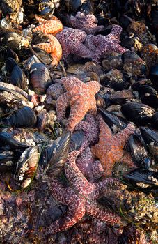 Low tide in Point Reyes National Seashore exposes startfish and mussels.