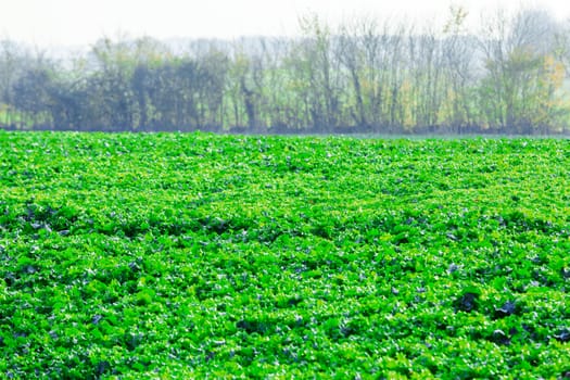 green shoots of cabbage on farmer field in spring. agricultural background
