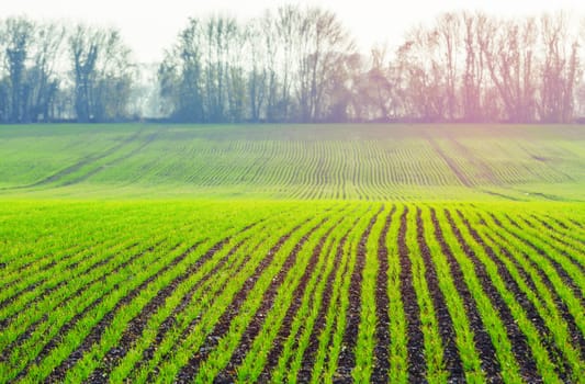 green shoots of wheat on farmer field in spring. agricultural background