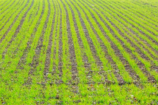 green shoots of wheat on farmer field in spring. agricultural background