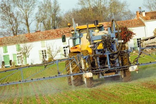 Tractor spraying wheat field with sprayer