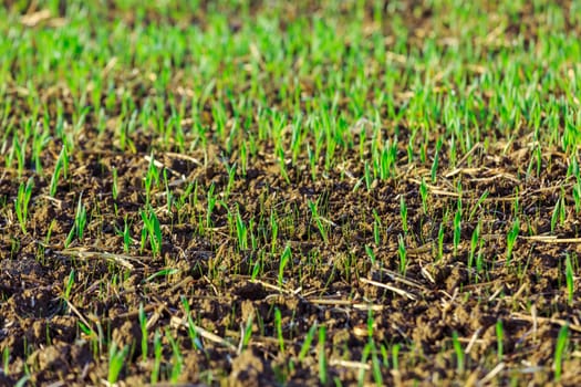 green shoots of wheat on farmer field in spring. agricultural background