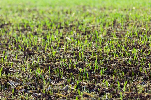 green shoots of wheat on farmer field in spring. agricultural background