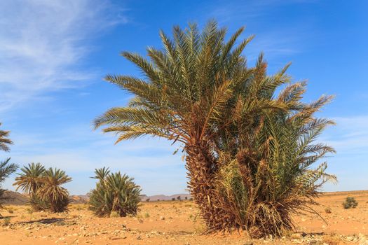 Beautiful Moroccan Mountain landscape in desert with oasis