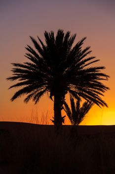 beautiful orange sunset between palm trees in morocco