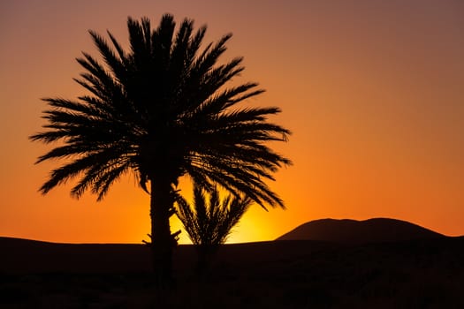 beautiful orange sunset between palm trees in morocco