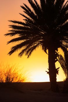 beautiful orange sunset between palm trees in morocco