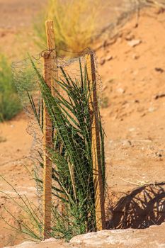 Small palm tree protected from aggression by a fence