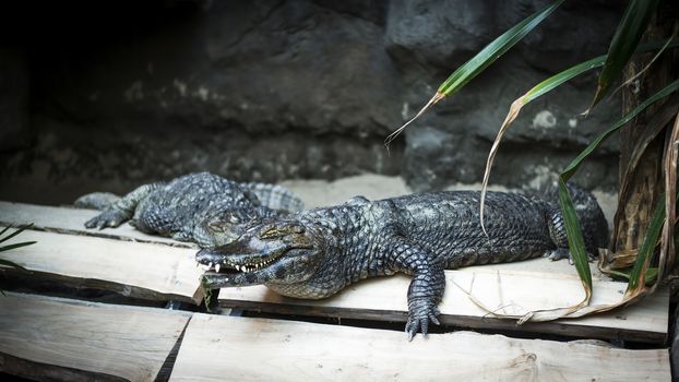 Two crocodiles in Poznan Zoo