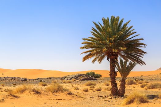 Beautiful Moroccan Mountain landscape in desert with oasis