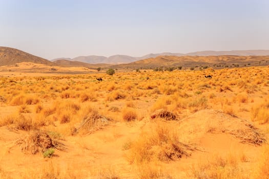 Beautiful Moroccan Mountain landscape with dry shrubs in foreground