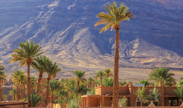 Beautiful Moroccan palm grove landscape in desert