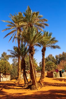 Sand dunes and oasis in the Sahara Desert, Merzouga, Morocco