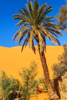 Beautiful Moroccan Mountain landscape in desert with oasis