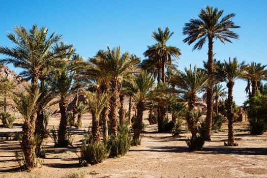 Beautiful Moroccan palm grove landscape in desert