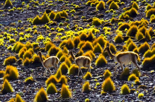 Vicunias in the altiplano in the high desert of Bolivia