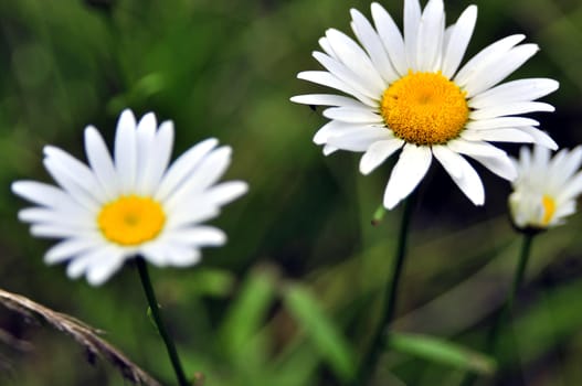 beautiful white flower in the forest among the green grass