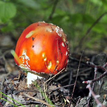 The spotted red fly agaric in autumn forest. Mushroom on a glade in autumn mushroom forest. Mushroom with red cap or head
