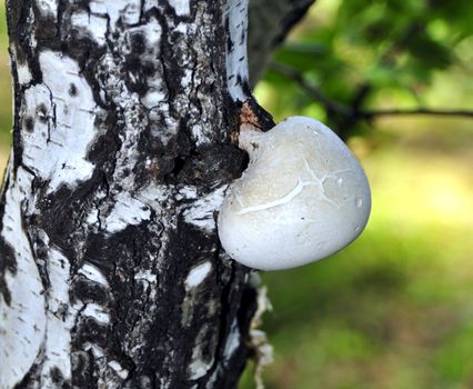 Fungus is a parasite grew on the young birch. Used in folk medicine.